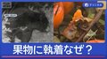 リンゴに執着“巨大グマ出没”なぜ果物被害相次ぐ?専門家解説 群馬・岩手・秋田・山形