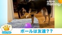 【映像】新しいおもちゃの“性能”にビビる犬 警戒心MAXの困り顔が話題
