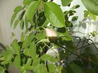 クリス松村『まだ・・・頑張るのね・・』