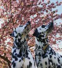 高岡早紀『午後散歩。。』