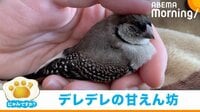 【映像】なでられて“うっとり”するスズメ