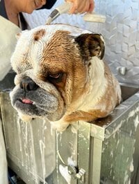 北斗晶『畑仕事』