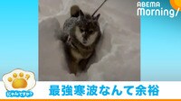 積もった雪の中を猛進…！ “ラッセル柴犬”に反響