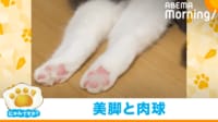 【映像】短くてかわいい“美脚”を披露した猫