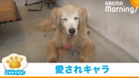 【映像】客を出迎えるおじいちゃん看板犬たち