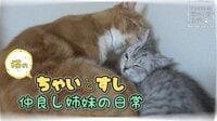 猫のちゃいとすし　仲良し姉妹の日常 | AbemaTV