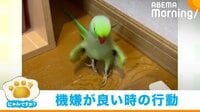 インコが華麗な“ウォーキング”