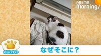 なぜ？不安定な場所で暖をとる猫
