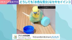 他の色はポイ！“自分と同じ色”のキャップを選ぶインコに反響「仕草が可愛い」「日替わりで色違い、いいね」