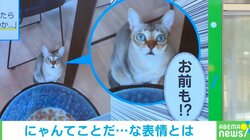 猫「お前もカリカリ食うのか…」驚愕したような“表情”に「最っ高」「ツナ缶の反応も気になります」と絶賛の声