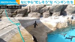夢中でチョウを追いかけるペンギンの“あざと可愛い”習性に「鬼ごっこみたい」「動きが気になるよね（笑）」と視聴者くぎ付け