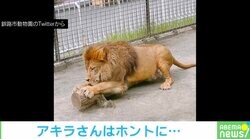 お気に入りの木で爪とぎするライオン ワイルドな光景に「やっぱり迫力ある」「丸太がボロボロ」驚きと絶賛の声