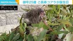 ギネス認定のご長寿コアラ、25歳に 人間換算で120歳以上！ 動物園「ケアして支えていきたい」
