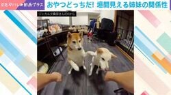 おやつ当てゲームで3連敗→“おきて破りの必勝法”を試みる妹柴に姉柴「それはダメ！」 2匹の関係性にほっこり