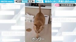 「ボッワー」「モイッカイ」段差から着地のときに“声漏れまくり”な茶トラ猫が、SNSで話題！「想像以上に漏れててワロタ」「毎回この声期待しちゃう」