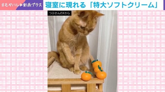 猫のつぶちゃん