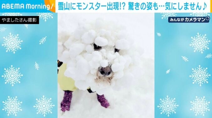 ビションフリーゼのろくくん