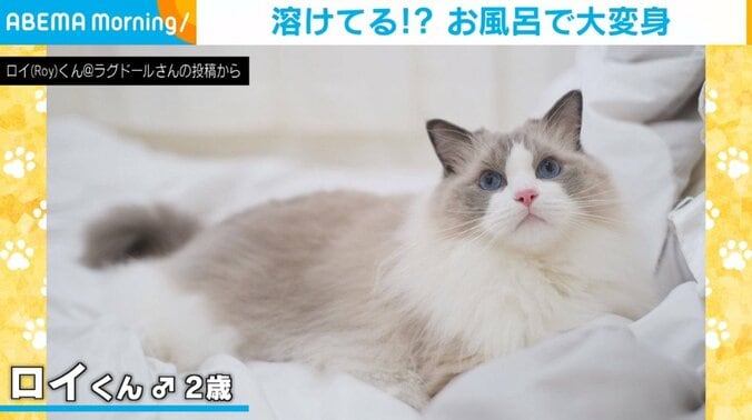 ちっちゃくなっちゃった！入浴中の猫がスリムボディに変化！？ 普段との“ギャップある姿”に飼い主びっくり 1枚目