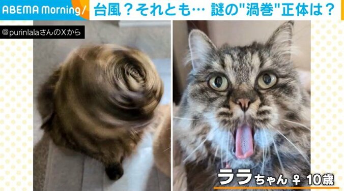 母猫・ララちゃん（10歳）