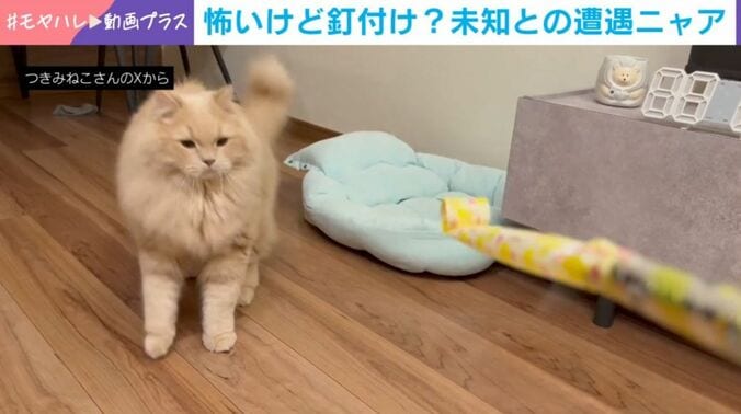 猫のつきみくん
