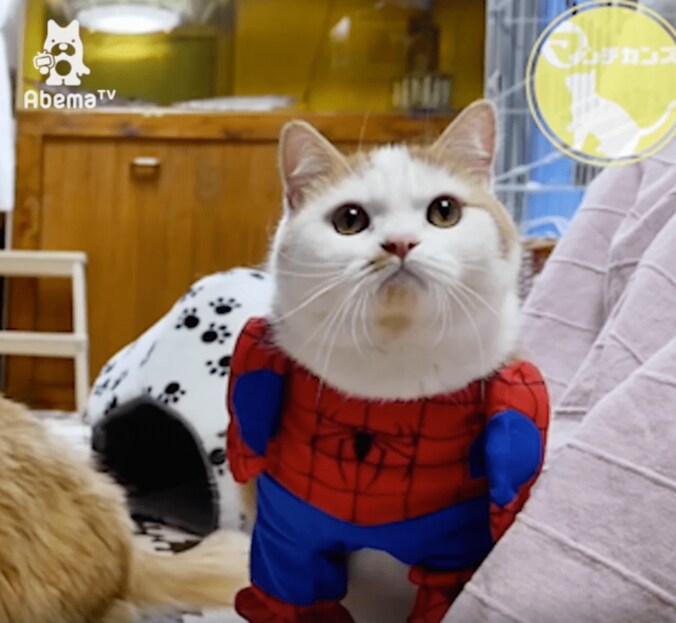 猫「ヒーローの登場にゃ」コスプレ後に可愛すぎる争いが勃発 2枚目