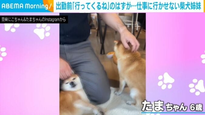 豆柴のにこちゃんとたまちゃん