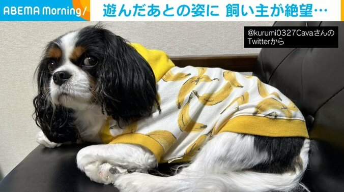 犬が芝生遊びに興奮した結果→自慢の“つやつやヘアー”が台無しに 衝撃的な変貌ぶりに飼い主「絶望を感じました」 1枚目