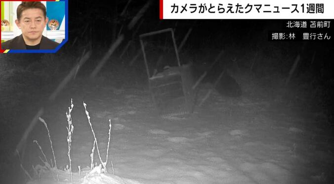 巨大クマが箱ワナをなぎ倒す様子