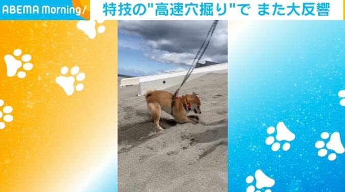 柴犬の禄くん