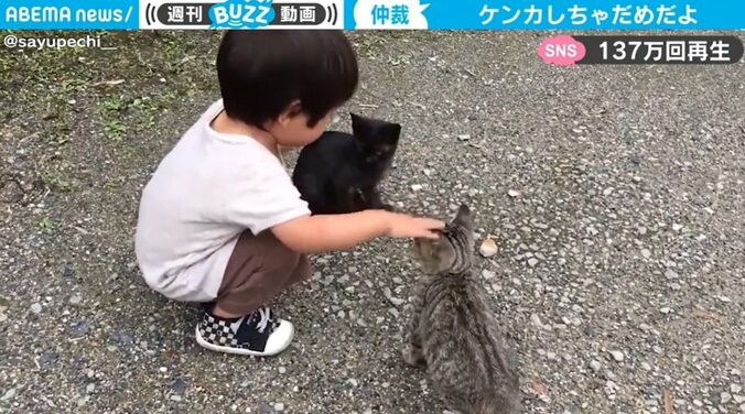 「ケンカしちゃ、ダメ、だよぉ～」子猫の争いを男の子が仲裁…“可愛すぎる”と話題 1枚目