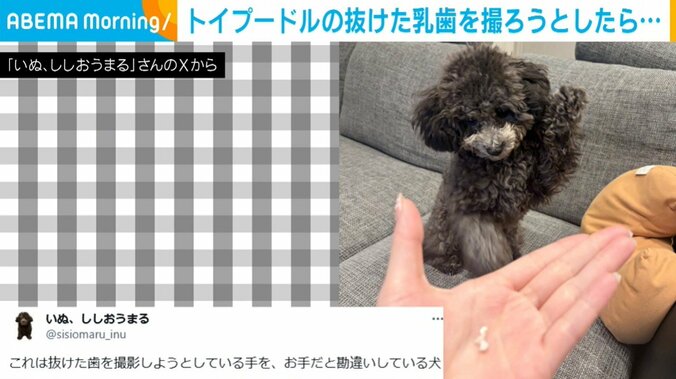 トイプードルのししおうまるくん（7カ月）