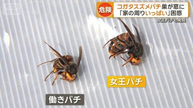 働きバチと女王バチ