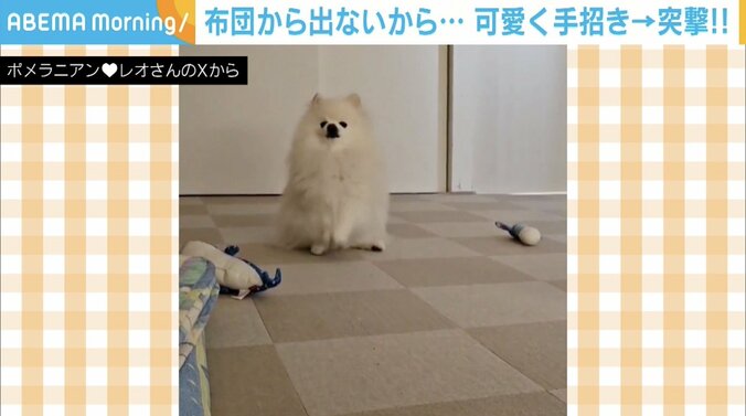 ポメラニアンのレオくん