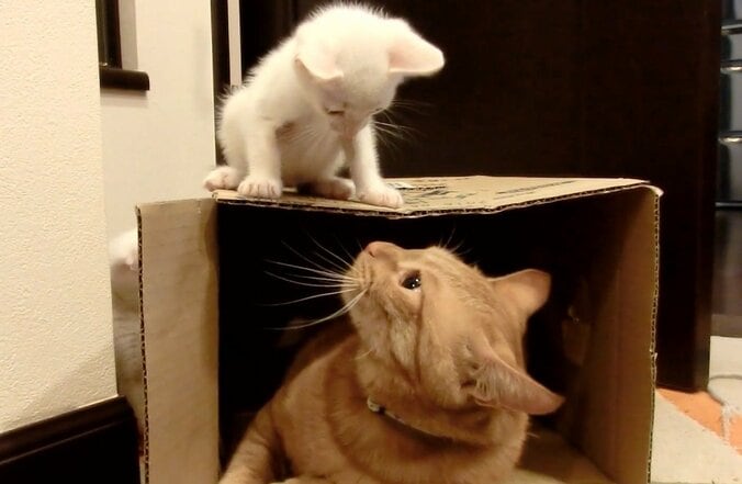 「僕、お兄ちゃんになるの？」 茶トラ猫“ひろし”に可愛すぎる兄妹誕生 1枚目