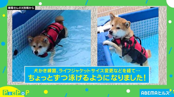 少しずつ泳げるようになった雛菊ちゃん