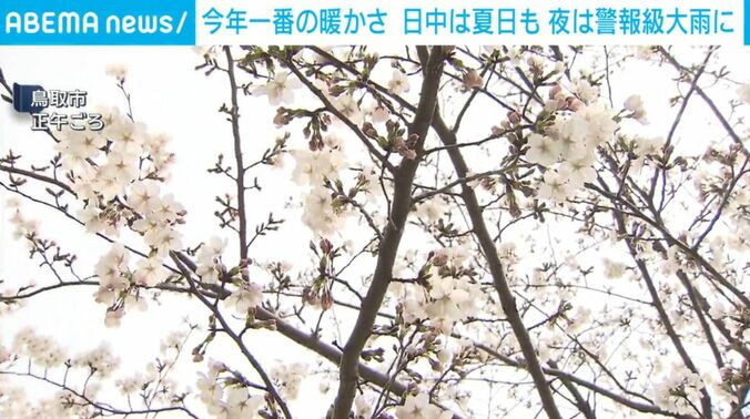 桜