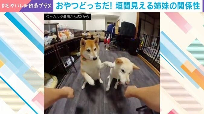 2匹の柴犬