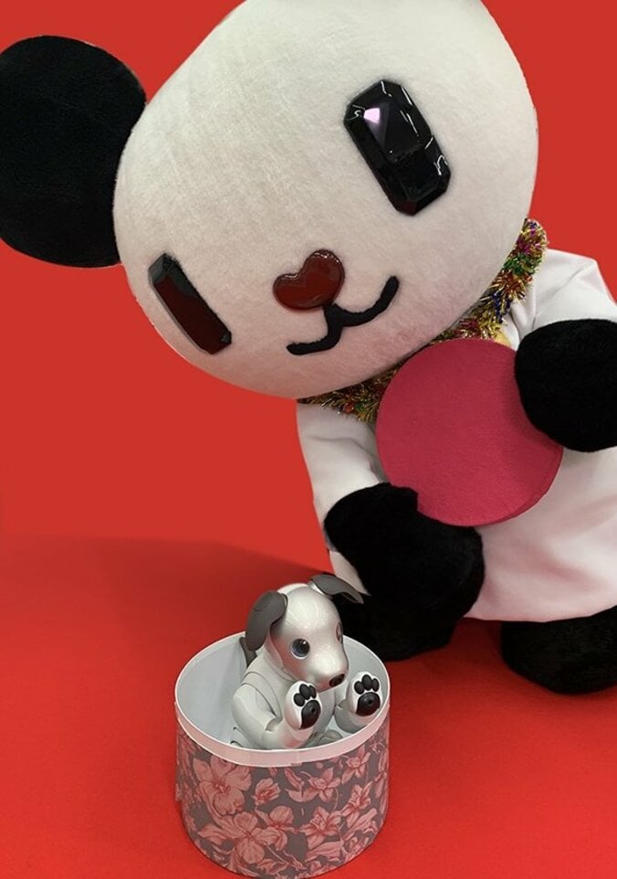 産まれたてのaiboを１匹プレゼント！　パンダ王子「ゴーちゃん。」×aibo「かわいこちゃん」コラボ実施 2枚目