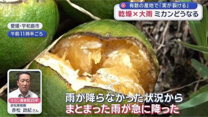 裂果した原因