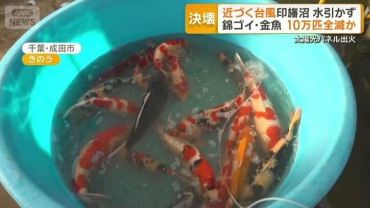 ニシキゴイ