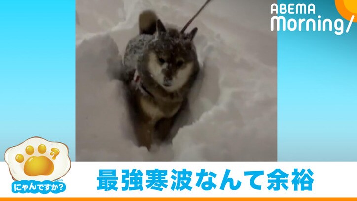 積もった雪の中を猛進…！ “ラッセル柴犬”に反響