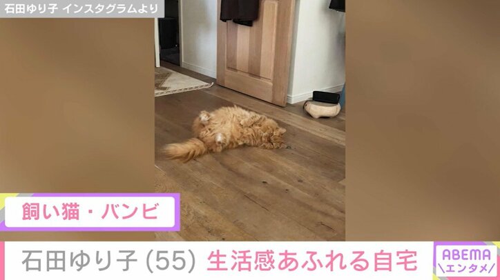 飼い猫・バンビ