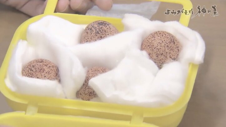 人を恐れない“神の鳥”をどう守り抜く？ ニホンライチョウ「復活作戦」が始動！