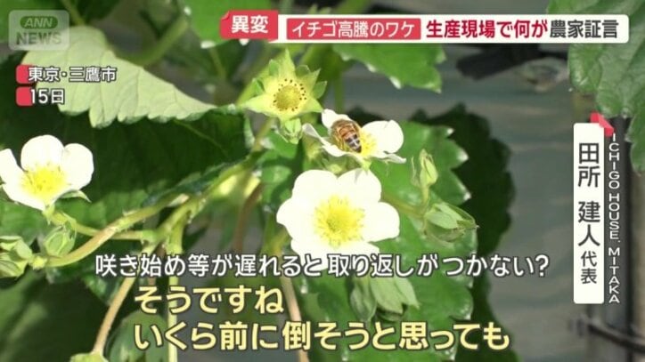 咲き始めが遅れると…