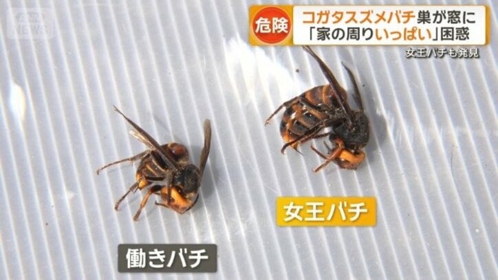 働きバチと女王バチ