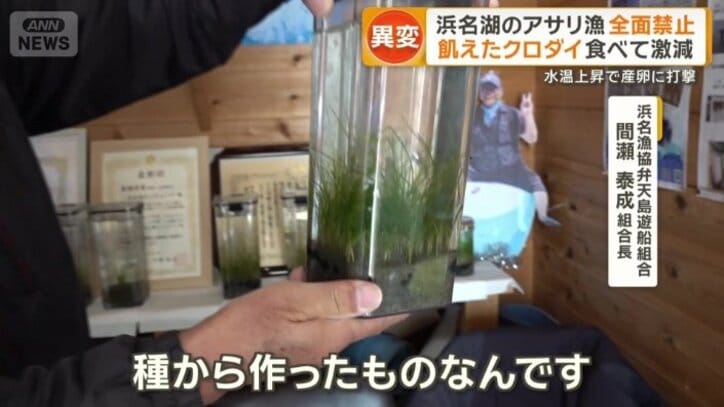 外敵からアサリなどを守るアマモ