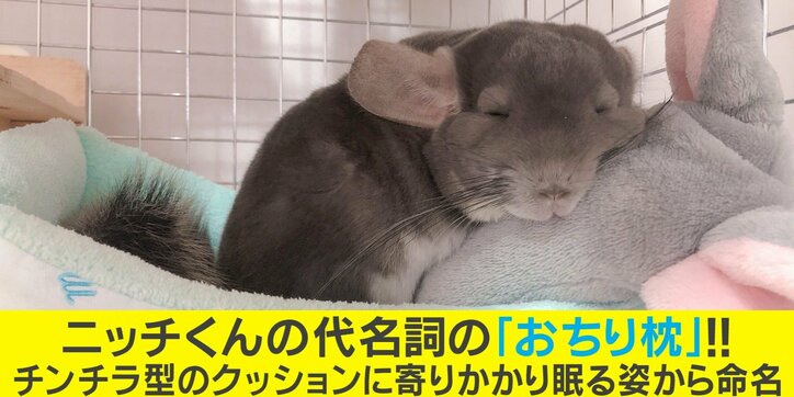 なんだこの可愛い生き物 甘いおやつを食べたチンチラの表情が癒されると話題に 飼い主に話を聞いた 国内 Abema Times