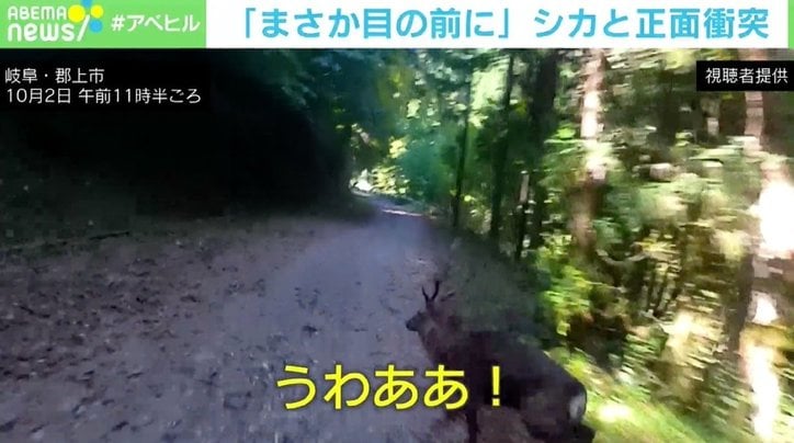 ツーリング中の林道で突如目の前にシカ 転倒したライダー 逆にこっちが気を付けないと 国内 Abema Times