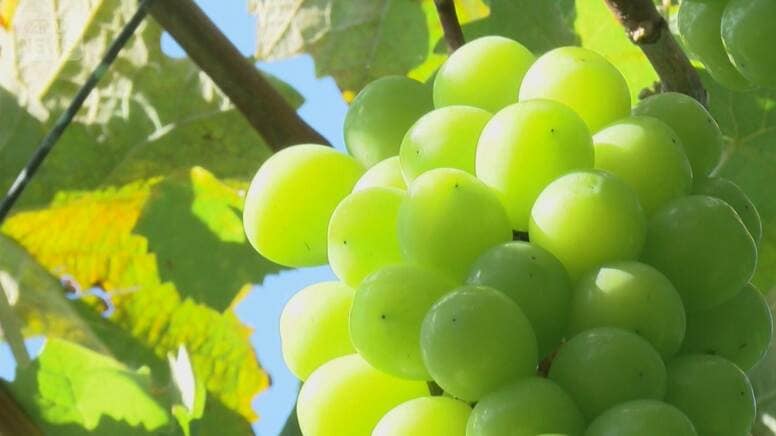 ふるさと納税でルール違反　長野・須坂市は収入激減で行政サービスに影響