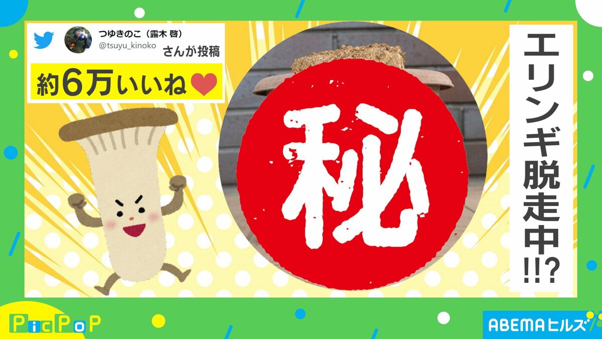 エリンギさま専用ページ ※他の方はご遠慮くださいませ 鉢でエリンギを栽培→予想外の場所から現れる“衝撃的な光景”に「今にも